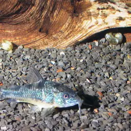 Peppered Cory, photo 3