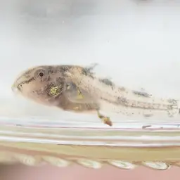 Peppered Cory, photo 4