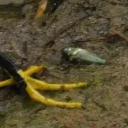 Peppered Cory, photo 5