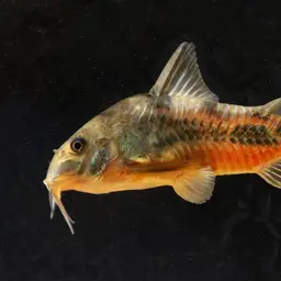 Peppered Cory, photo 6