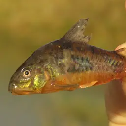 Peppered Cory, photo 7