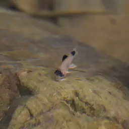 Panda Cory