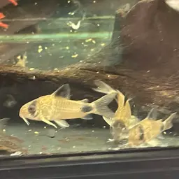 Panda Cory, photo 2