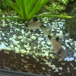 Panda Cory, photo 3