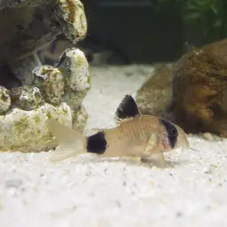 Panda Cory, photo 5