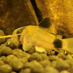 Panda Cory, photo 4