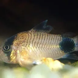 Panda Cory, photo 9
