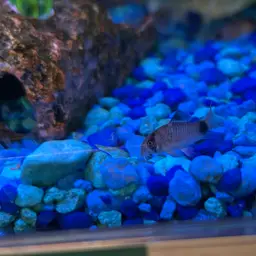 Panda Cory, photo 6