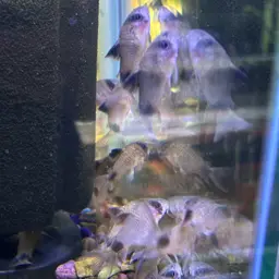 Panda Cory, photo 7