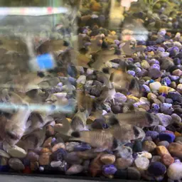 Panda Cory, photo 8