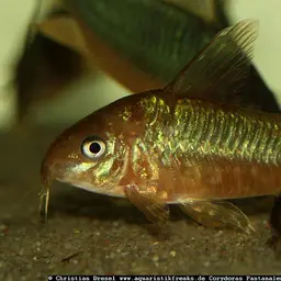 This appears to be a catalog code rather than a common name. Corydoras pantanalensis is known as 'Pantanal Corydoras' or 'Pantanal Catfish'