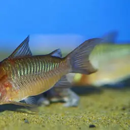 This appears to be a catalog code rather than a common name. Corydoras pantanalensis is known as 'Pantanal Corydoras' or 'Pantanal Catfish', photo 2