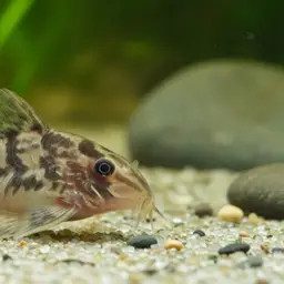 This appears to be a catalog code rather than a common name. Corydoras pantanalensis is known as 'Pantanal Corydoras' or 'Pantanal Catfish', photo 3