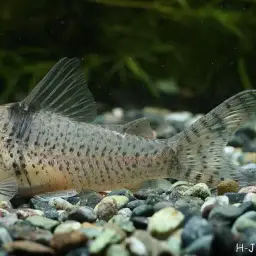 Pastaza Corydora, photo 3