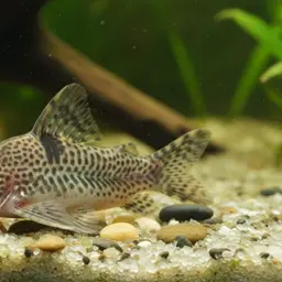Pastaza Corydora, photo 1