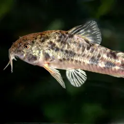 Petracini's cory, photo 1