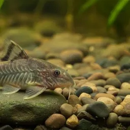 Petracini's cory, photo 2