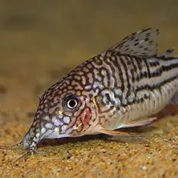 Mario's cory, photo 2