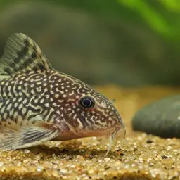 Mario's cory, photo 1