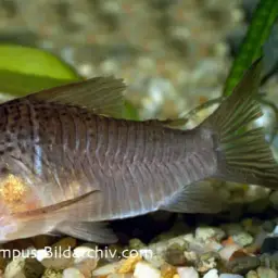 Polka Dot Cory, photo 2