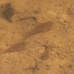 Polka Dot Cory, photo 3