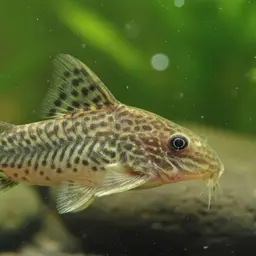 Polka Dot Cory, photo 1
