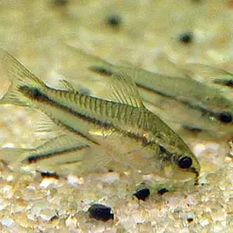 Pygmy Cory, photo 1