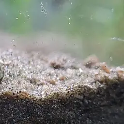 Pygmy Cory, photo 2