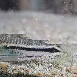 Pygmy Cory, photo 3
