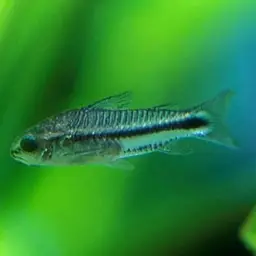 Pygmy Cory, photo 4
