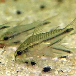 Pygmy Cory, photo 5