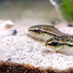 Pygmy Cory, photo 6