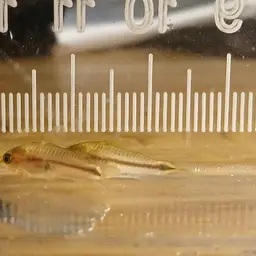 Pygmy Cory, photo 7