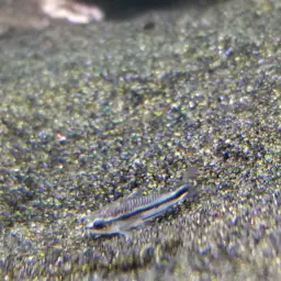 Pygmy Cory, photo 8