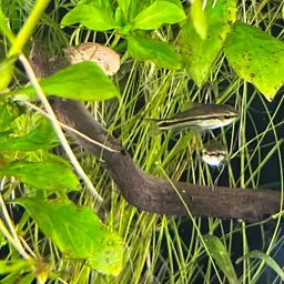 Pygmy Cory, photo 9