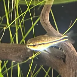 Pygmy Cory, photo 11