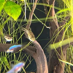 Pygmy Cory, photo 12