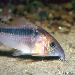 Dwarf Corydoras
