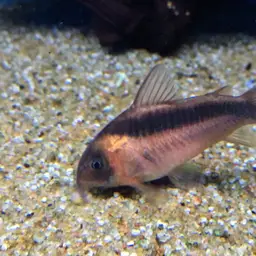 Dwarf Corydoras, photo 2