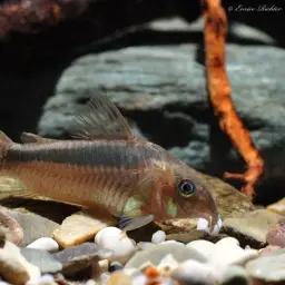 Dwarf Corydoras, photo 3