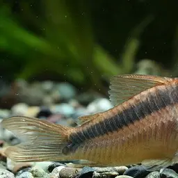 Dwarf Corydoras, photo 4