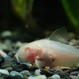 Dwarf Corydoras, photo 5