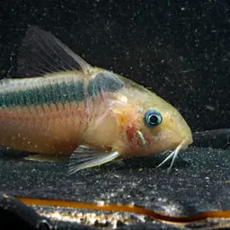 Dwarf Corydoras, photo 6