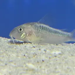 Dwarf Corydoras, photo 7