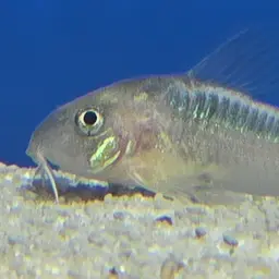 Dwarf Corydoras, photo 8