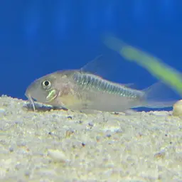 Dwarf Corydoras, photo 9