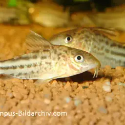 Bannertail Cory