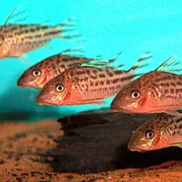 Bannertail Cory, photo 2