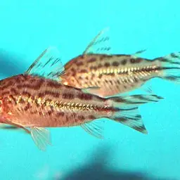 Bannertail Cory, photo 3