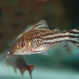 Bannertail Cory, photo 4